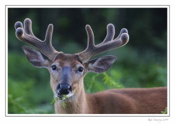buck 1.jpg